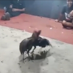 Arena Judi Sabung Ayam Dekat Masjid, Warga Pasar Baru Bayang Resah