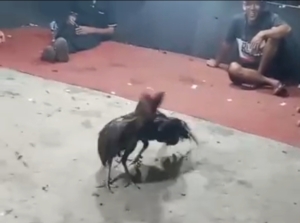 Arena Judi Sabung Ayam Dekat Masjid, Warga Pasar Baru Bayang Resah