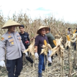 Tembus Pasar Malaysia, Jagung Hasil Panen Raya Pasaman Barat Siap Diekspor!