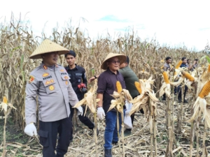 Tembus Pasar Malaysia, Jagung Hasil Panen Raya Pasaman Barat Siap Diekspor!