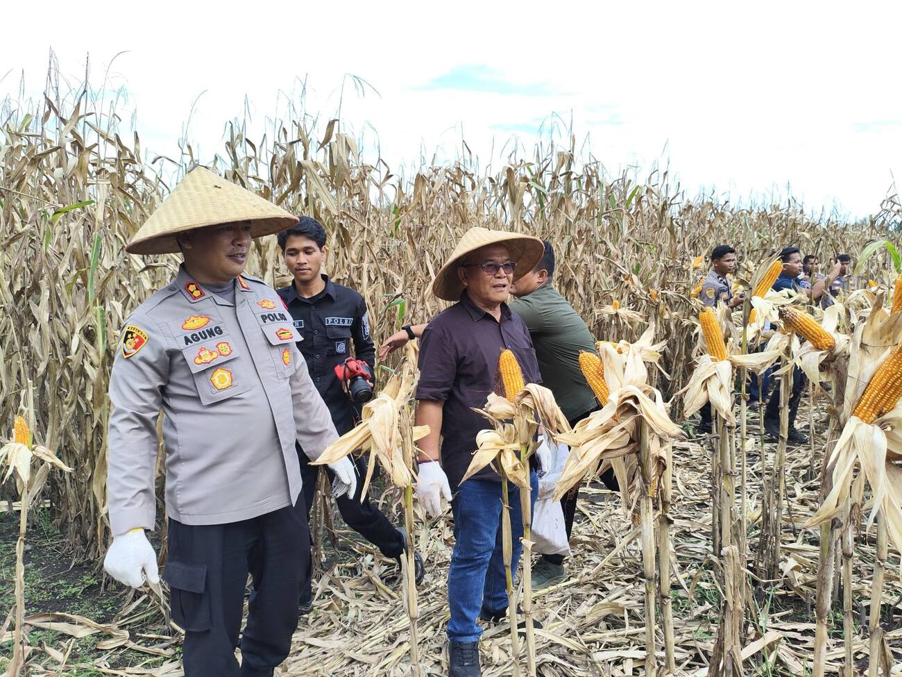 Tembus Pasar Malaysia, Jagung Hasil Panen Raya Pasaman Barat Siap Diekspor!