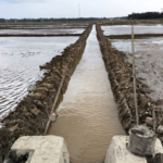 Pulihkan Sektor Pertanian, Perbaikan Sawah Terdampak Bencana di Pasaman Barat Capai 80 Persen
