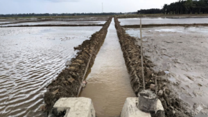 Pulihkan Sektor Pertanian, Perbaikan Sawah Terdampak Bencana di Pasaman Barat Capai 80 Persen