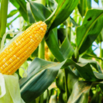 Sumatera Barat Ditargetkan Pengembangan Jagung Menjadi 4.000 Hektare