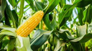 Sumatera Barat Ditargetkan Pengembangan Jagung Menjadi 4.000 Hektare