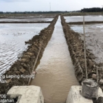 Pasaman Barat Memperbaiki 172 Hektare Lahan Sawah Rusak Ringan Terdampak Bencana