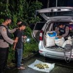 Gagalkan Peredaran Lintas Provinsi, BNN Sumbar Sita 150 Kilogram Ganja di Agam