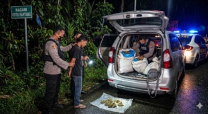 Gagalkan Peredaran Lintas Provinsi, BNN Sumbar Sita 150 Kilogram Ganja di Agam