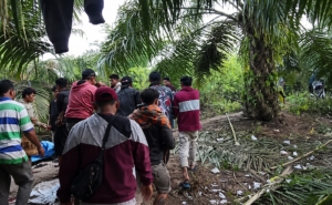 Hilang Diterkam Buaya Saat Cari Lokan, Pria Lansia di Pasaman Barat Ditemukan Meninggal Dunia