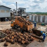 Update Harga TBS Kelapa Sawit Pasaman Barat Senin 8 Juni 2026