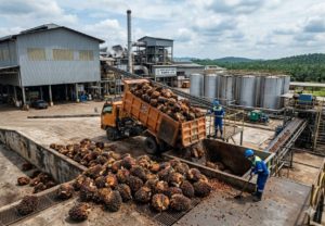 Update Harga TBS Kelapa Sawit Pasaman Barat Rabu 10 Juni 2026
