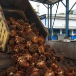 Update Harga TBS Sawit Pasaman Barat 17 Juni 2026: Harga Tertinggi Tembus Rp3.684 per Kilogram