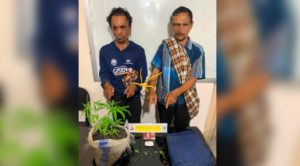 Nekat Membudidayakan Ganja, Ini Motif Dua Pelaku Bersaudara!