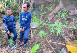 Kompak Berladang Ganja, Kakak Beradik di Agam Dibekuk Anggota Lanud