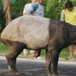Satwa Tapir Dibunuh Di Mesuji Pegiat Konservasi Lampung Buka Suara