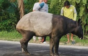 Satwa Tapir Dibunuh Di Mesuji Pegiat Konservasi Lampung Buka Suara